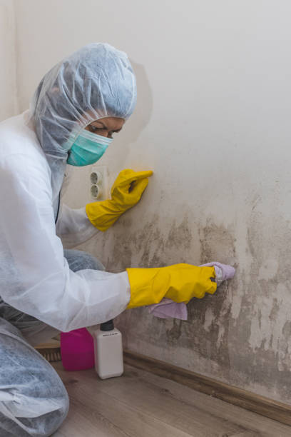 Best Commercial Mold Inspection  in Satellite Beach, FL